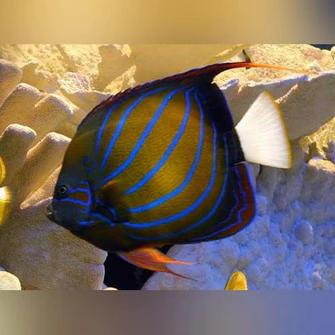 Blue Ring Angelfish