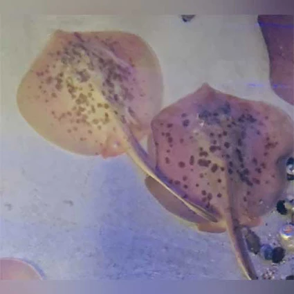 Cortex Stingray