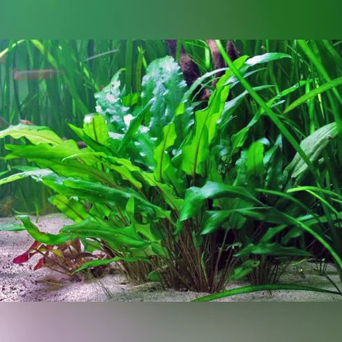 Cryptocoryne Wendtii Green Potted
