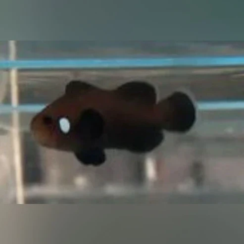 Domino Clownfish