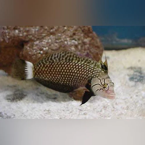 Dragon Wrasse - Image 2