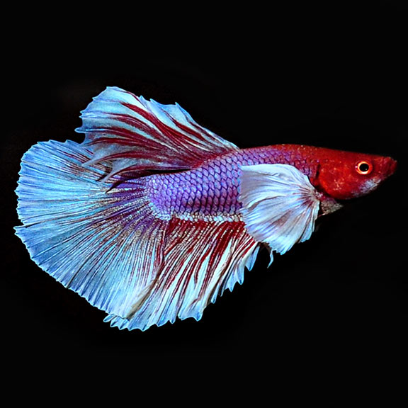 Dumbo Halfmoon Betta, Male