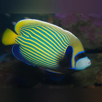 Emperor Angelfish (Juvenile)