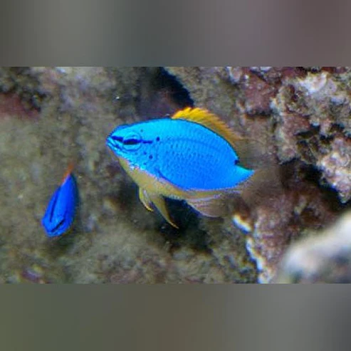 Blue Fiji Devil Damselfish