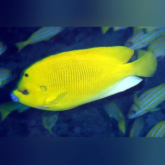 Flagfin Angel