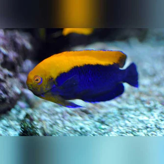 Flameback Angelfish
