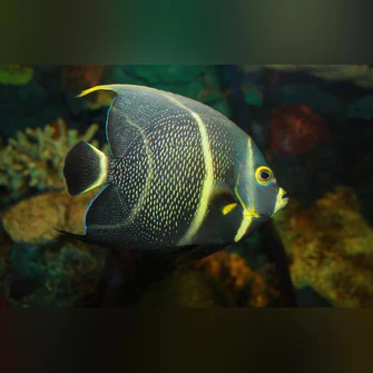 French Angelfish (SEMI-AGGRESSIVE)
