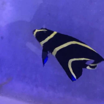 French Angelfish (SEMI-AGGRESSIVE) - Image 2