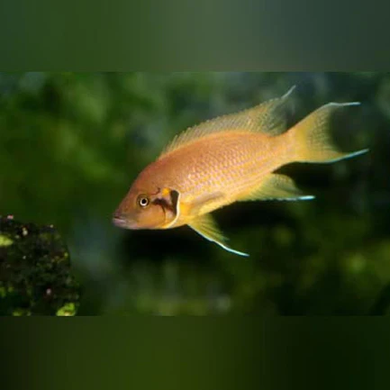 Heliantus Cichlid