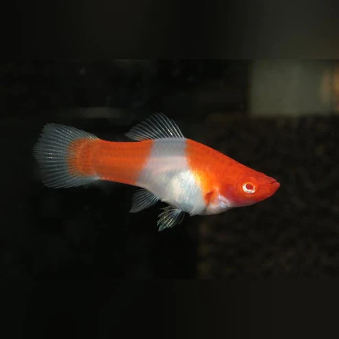 Koi Kohaku Red Eye Swordtail