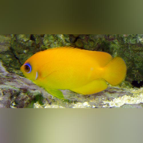 Lemon Peel Angelfish