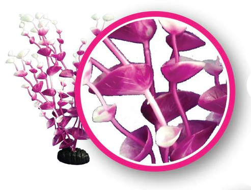Magenta Tulips