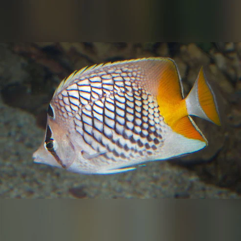 Pearlscale Butterflyfish
