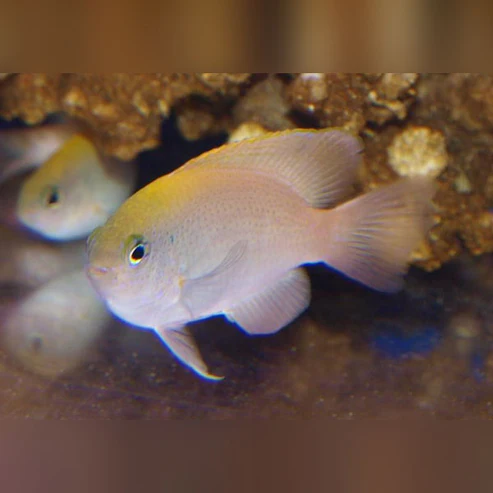 Pink Damselfish