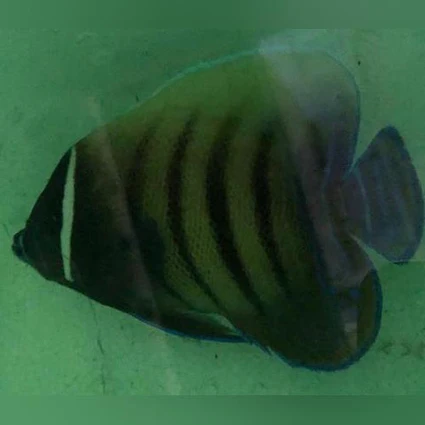 Six Bar Angelfish - Image 2