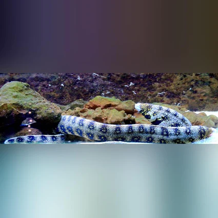 Snowflake Moray Eel