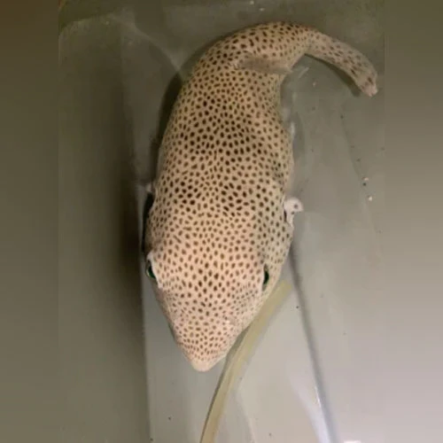 Stella Puffer