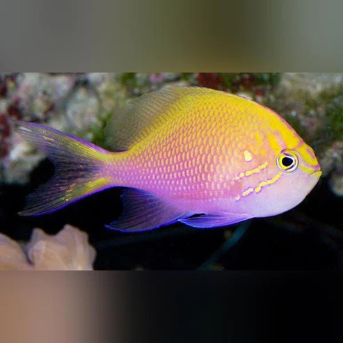 Sunburst Anthias - Image 2