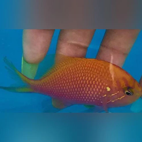 Sunburst Anthias