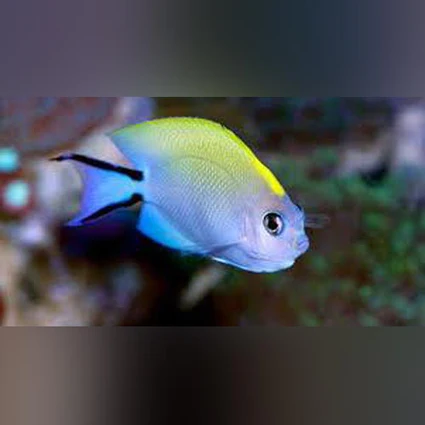Swallowtail Angelfish