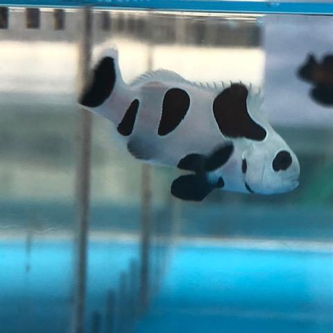 Black Storm Clownfish