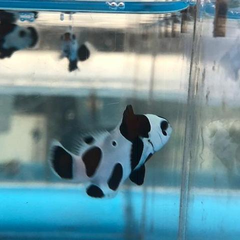 Black Storm Clownfish - Image 2