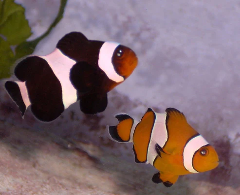 Mocha Clownfish - Image 2