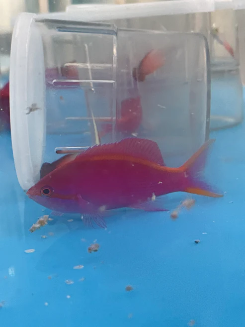 Purple Queen Anthias - Image 2