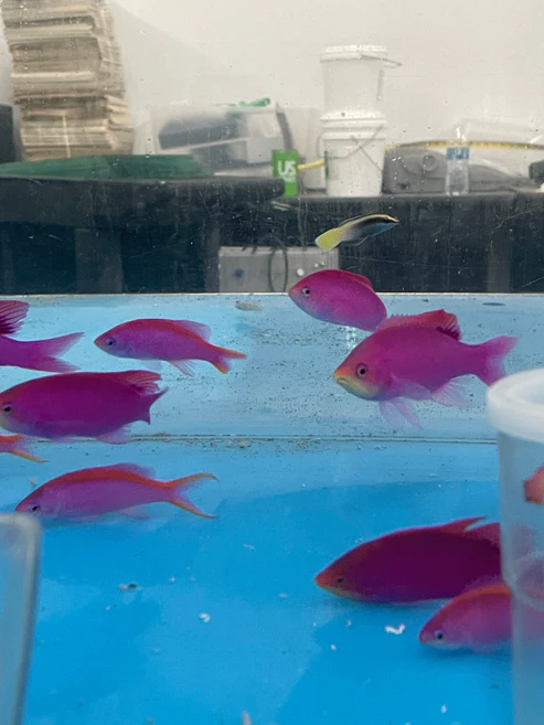 Purple Queen Anthias - Image 3