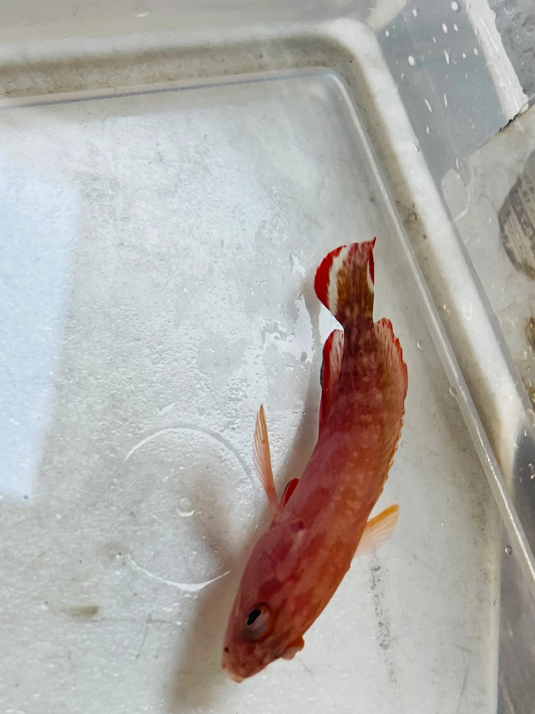 V Tail Grouper - Image 2