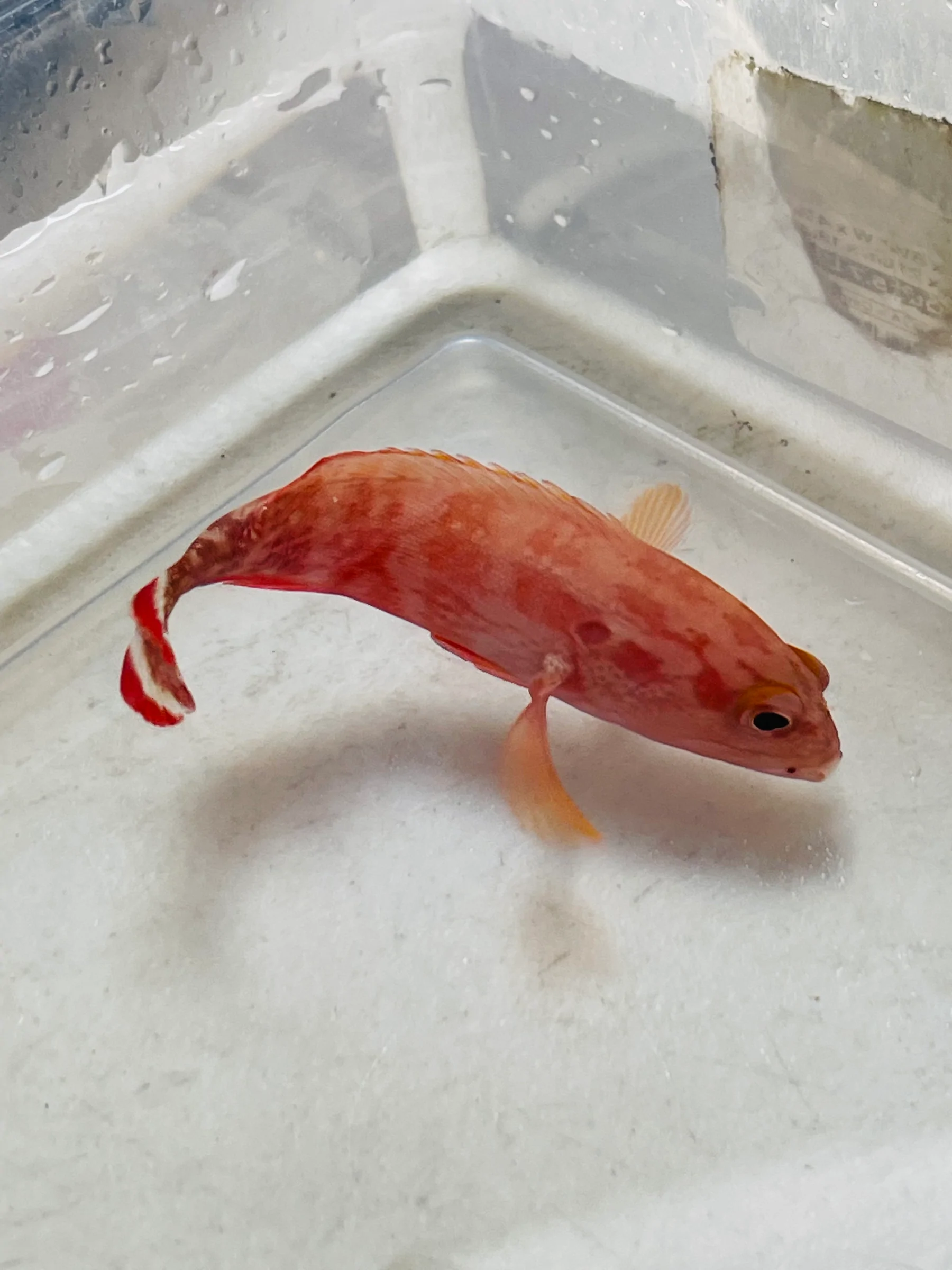 V Tail Grouper