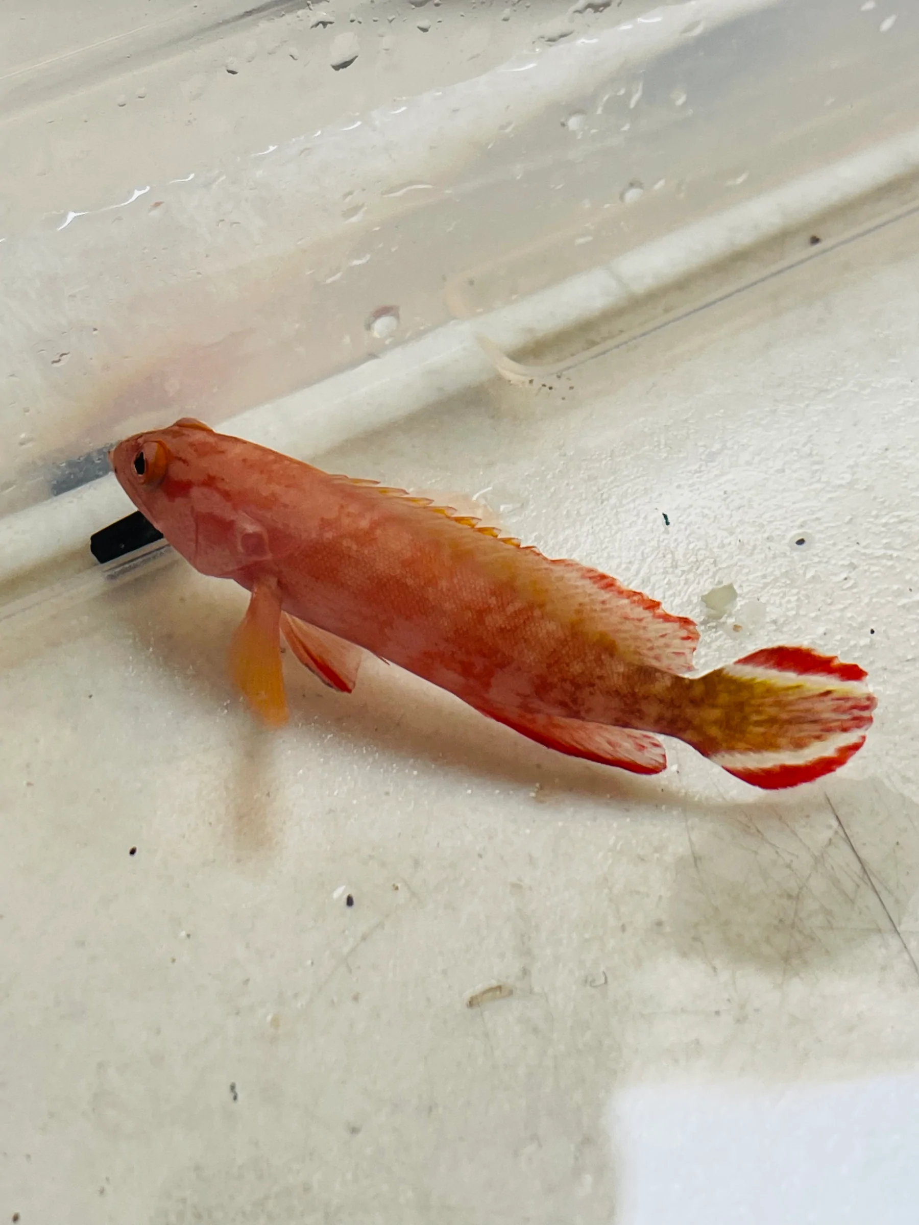 V Tail Grouper - Image 3