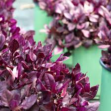 Purple Waffle