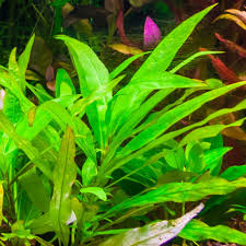Mermaid Plant