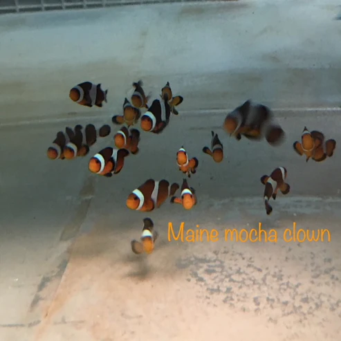 Mocha Clownfish