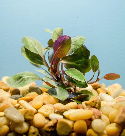 Cardinal Plant