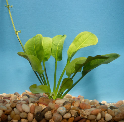 Rosette Sword Plant