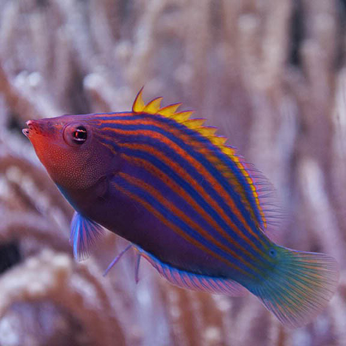 Eight Line Wrasse