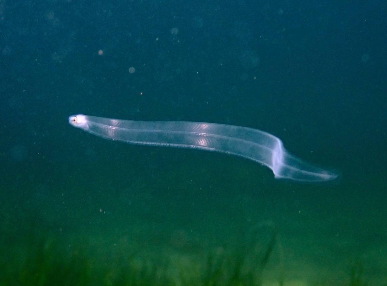 European Glass EEL for sale