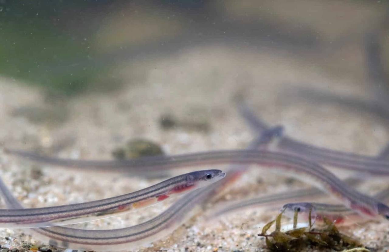 European Glass EEL for sale