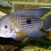 Green Terror Cichlid