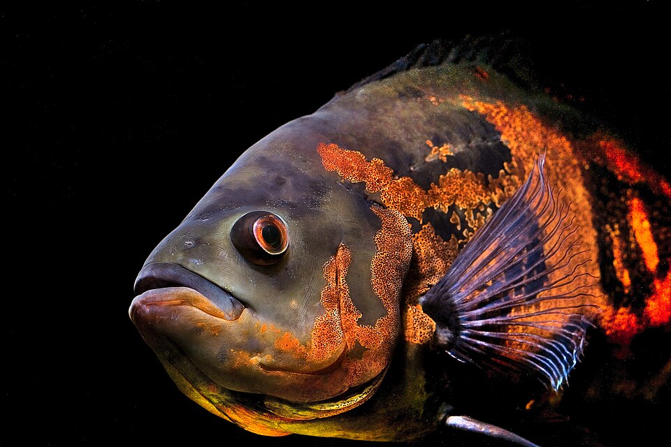 Tiger Oscar