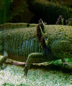 Axolotl
