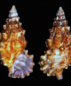 Cerith Snail