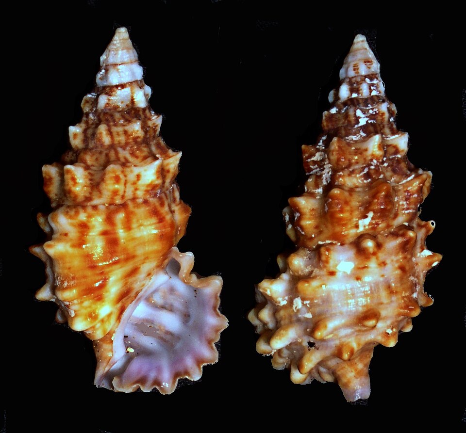 Cerith Snail