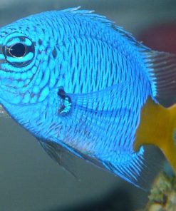 Yellowtail Damselfish