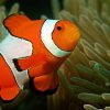 Ocellaris Clownfish
