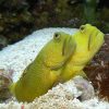 Yellow Watchman Goby