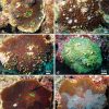 Chalice Coral