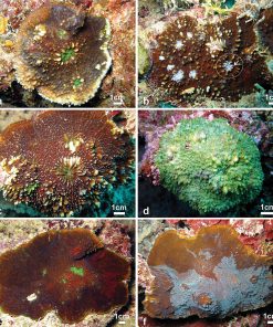 Chalice Coral